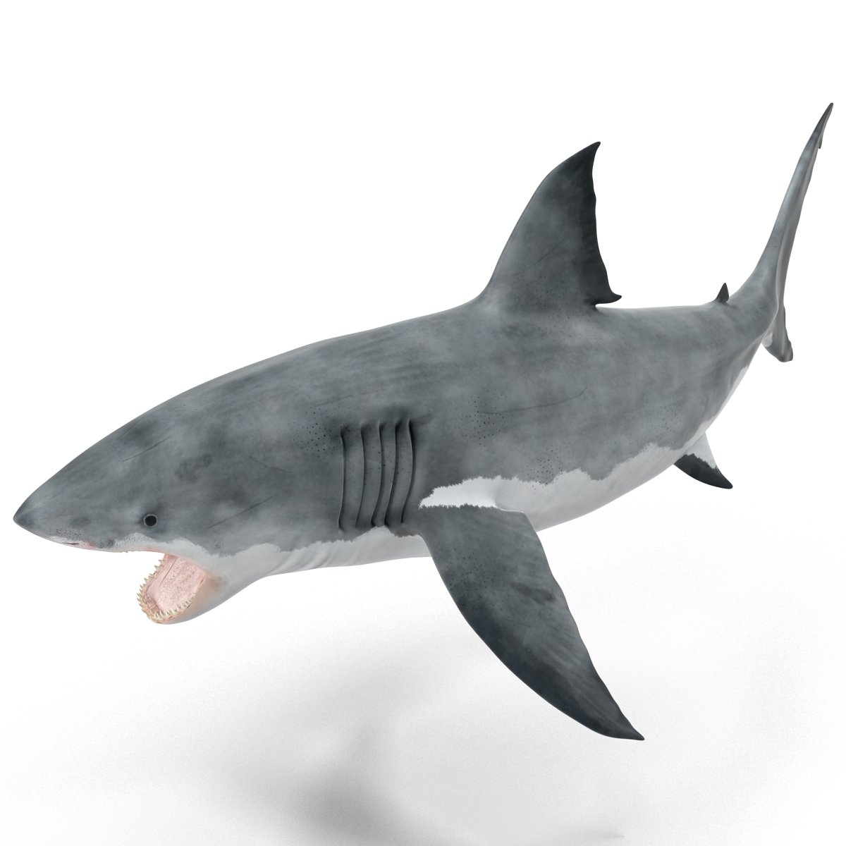 Great White Shark 2 3D model