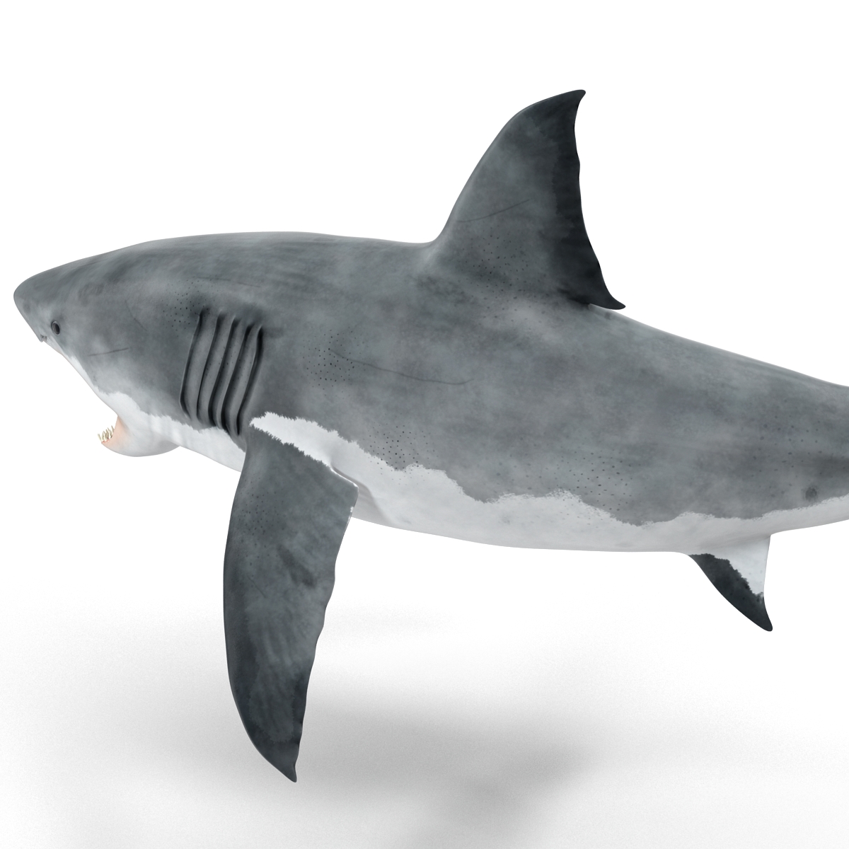 Great White Shark 2 3D model