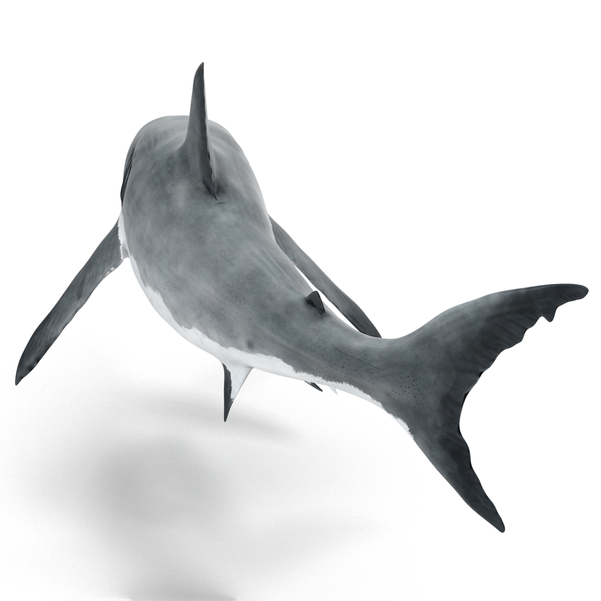 Great White Shark 2 3D model