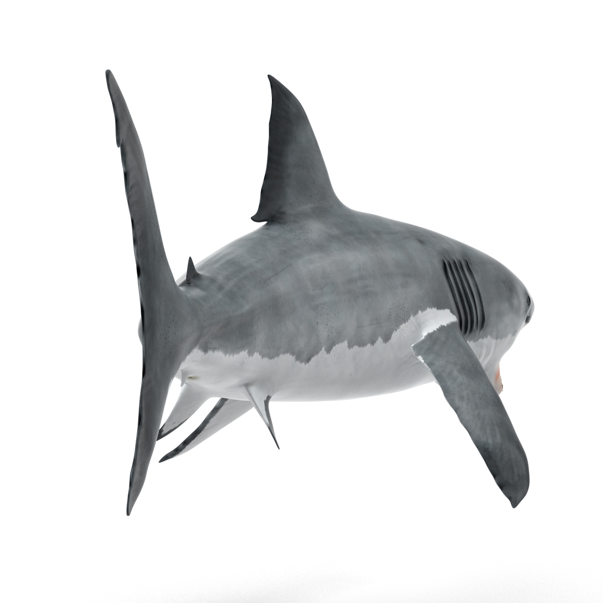 Great White Shark 2 3D model