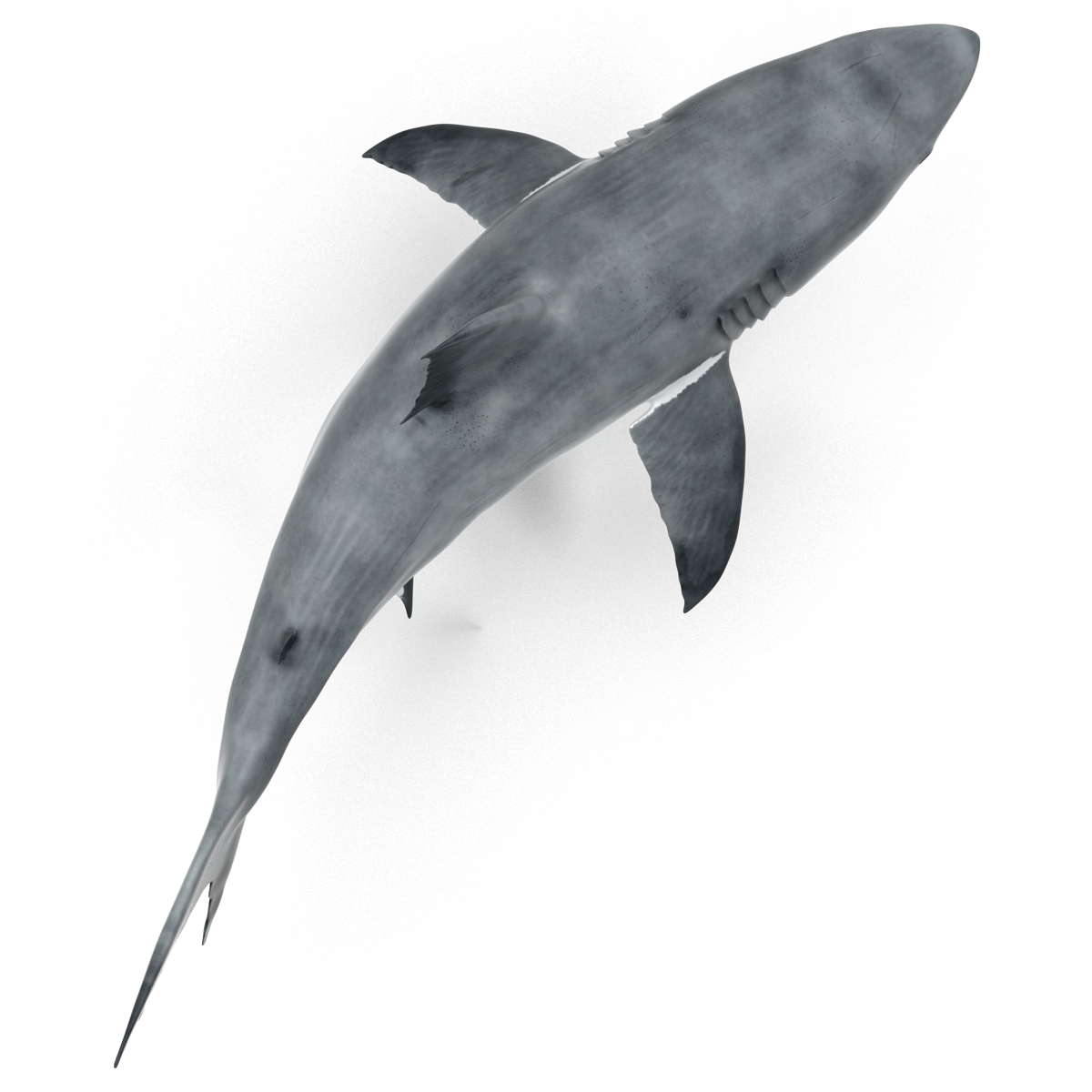 Great White Shark 2 3D model