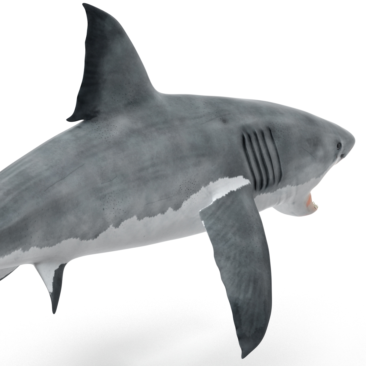 Great White Shark 2 3D model