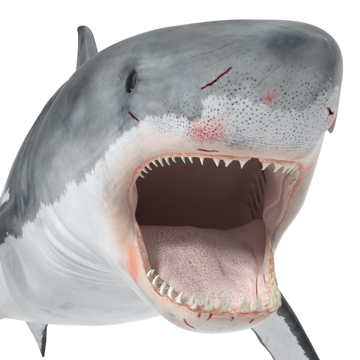 Great White Shark 2 3D model