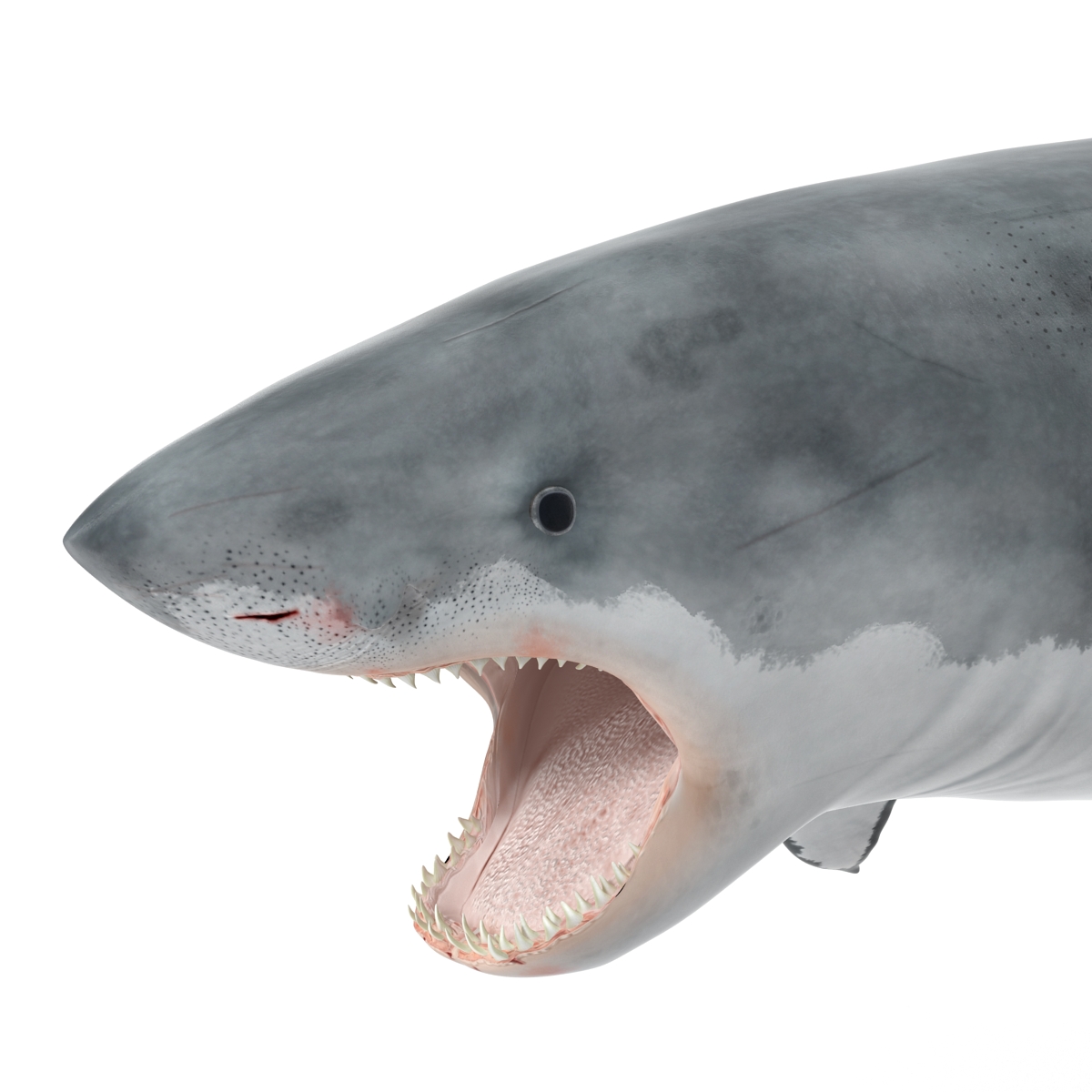 Great White Shark 2 3D model