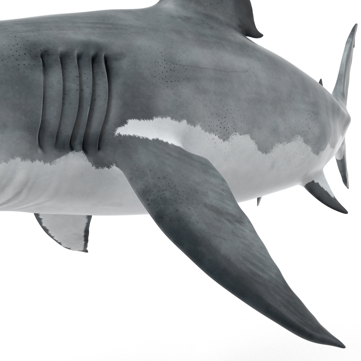 Great White Shark 2 3D model