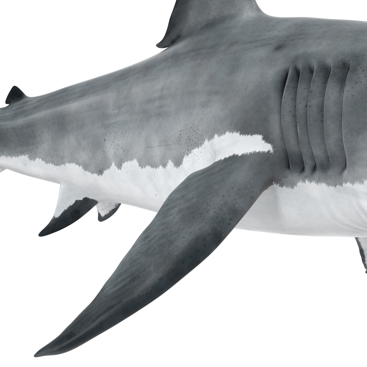 Great White Shark 2 3D model