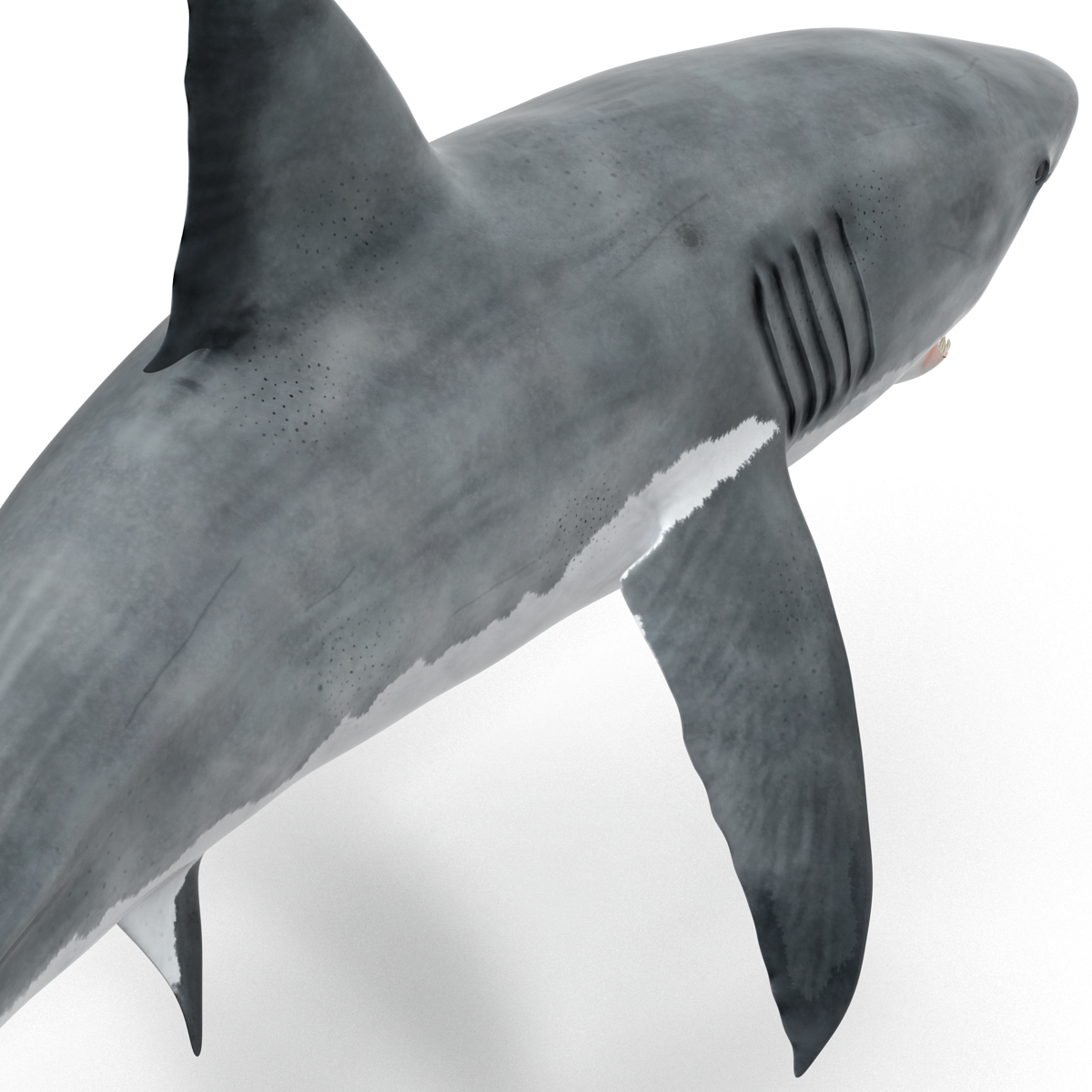 Great White Shark 2 3D model