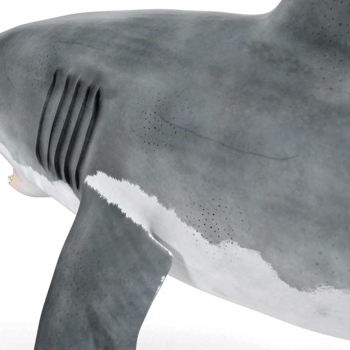 Great White Shark 2 3D model