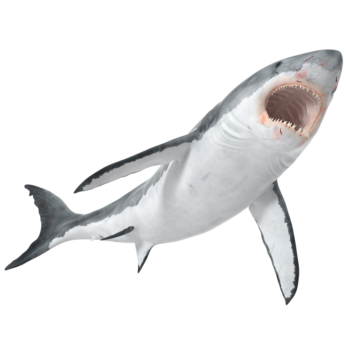 Great White Shark 2 3D model