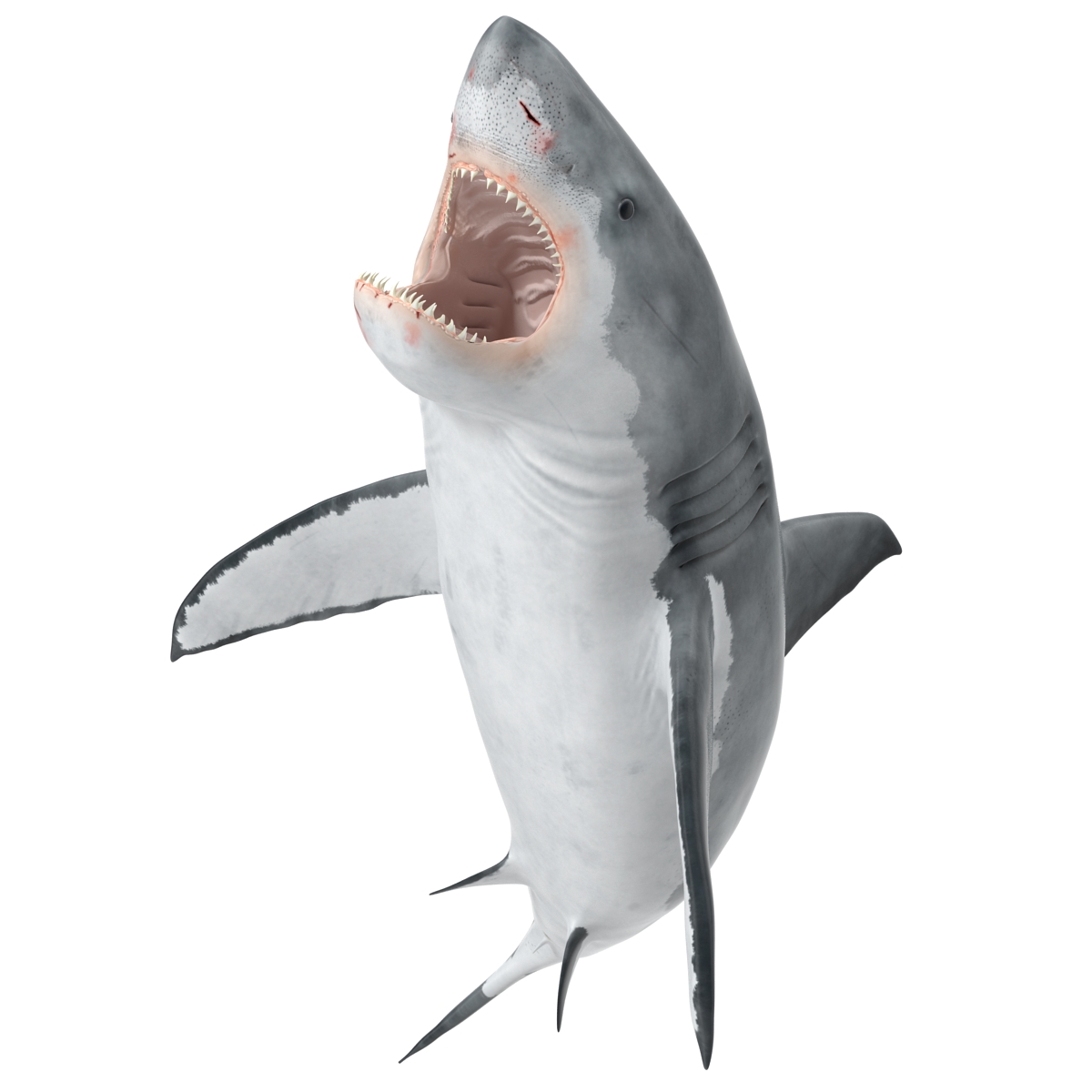 Great White Shark 2 3D model