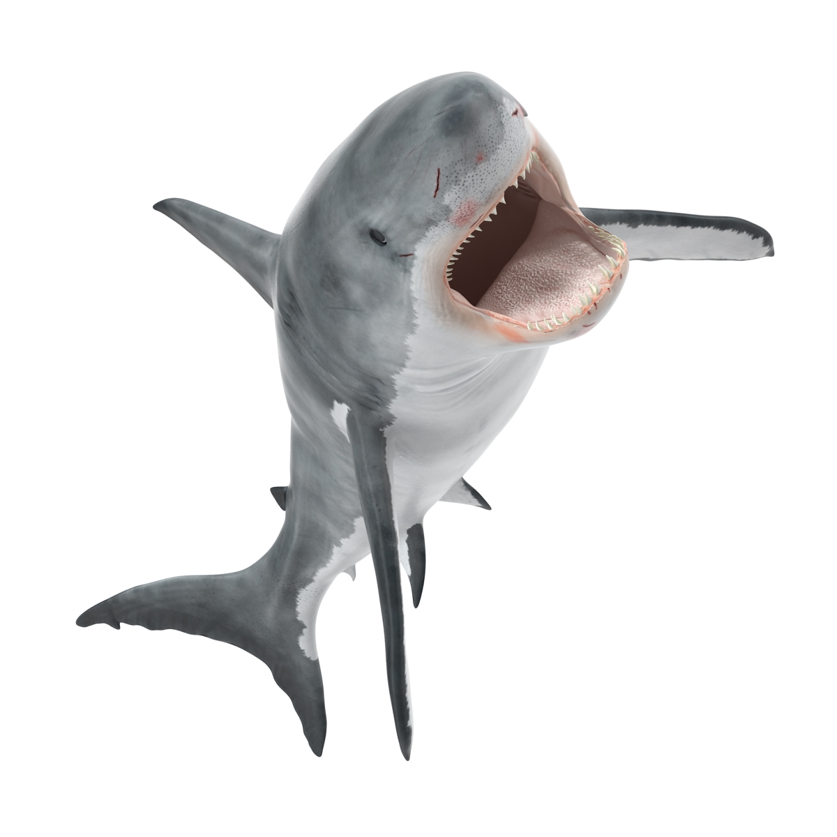 Great White Shark 2 3D model