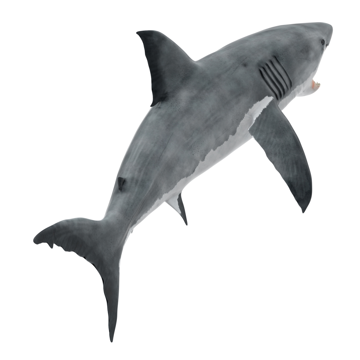 Great White Shark 2 3D model