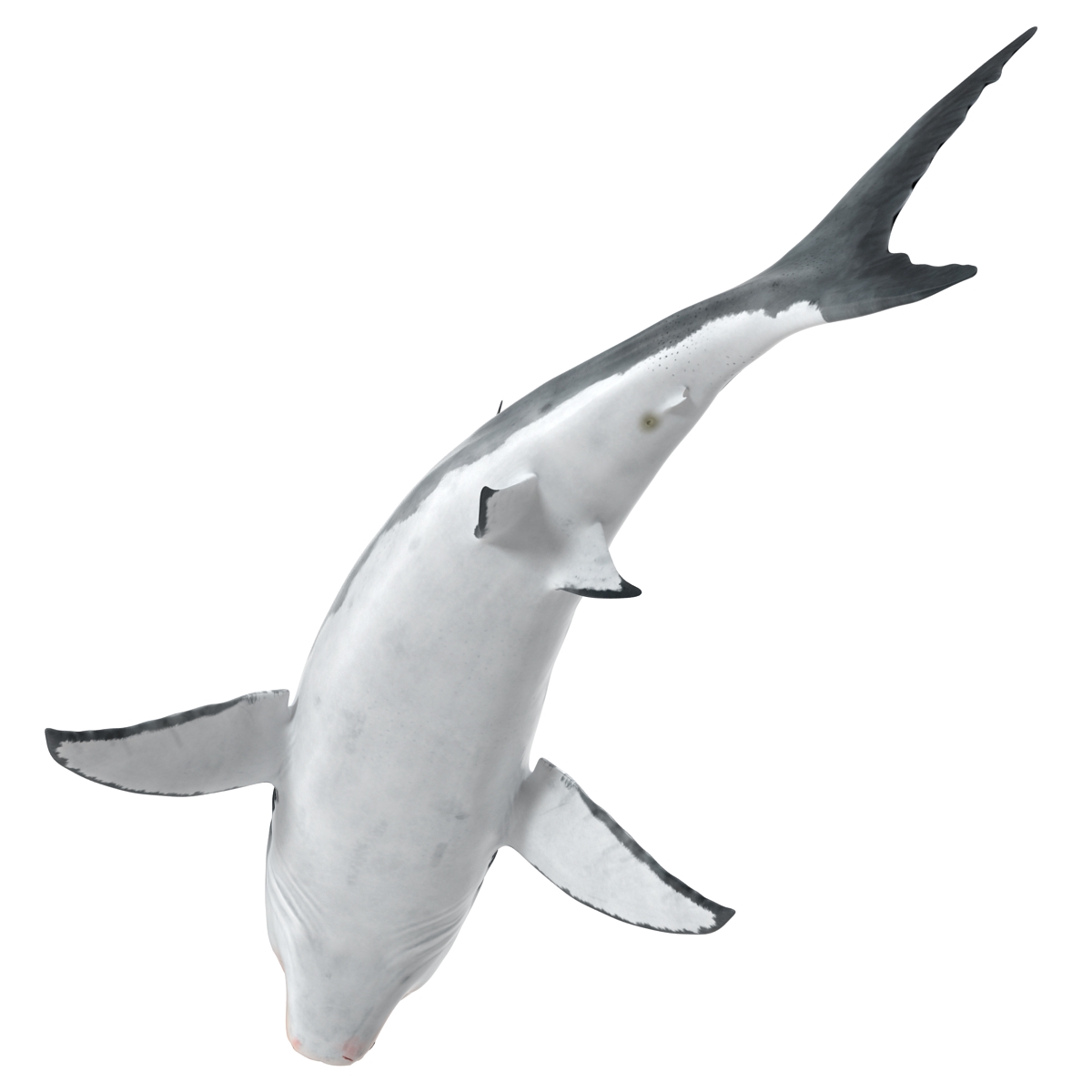 Great White Shark 2 3D model