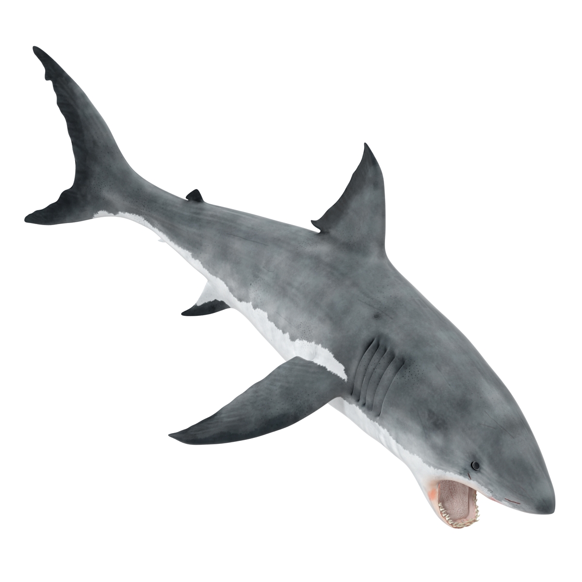 Great White Shark 2 3D model