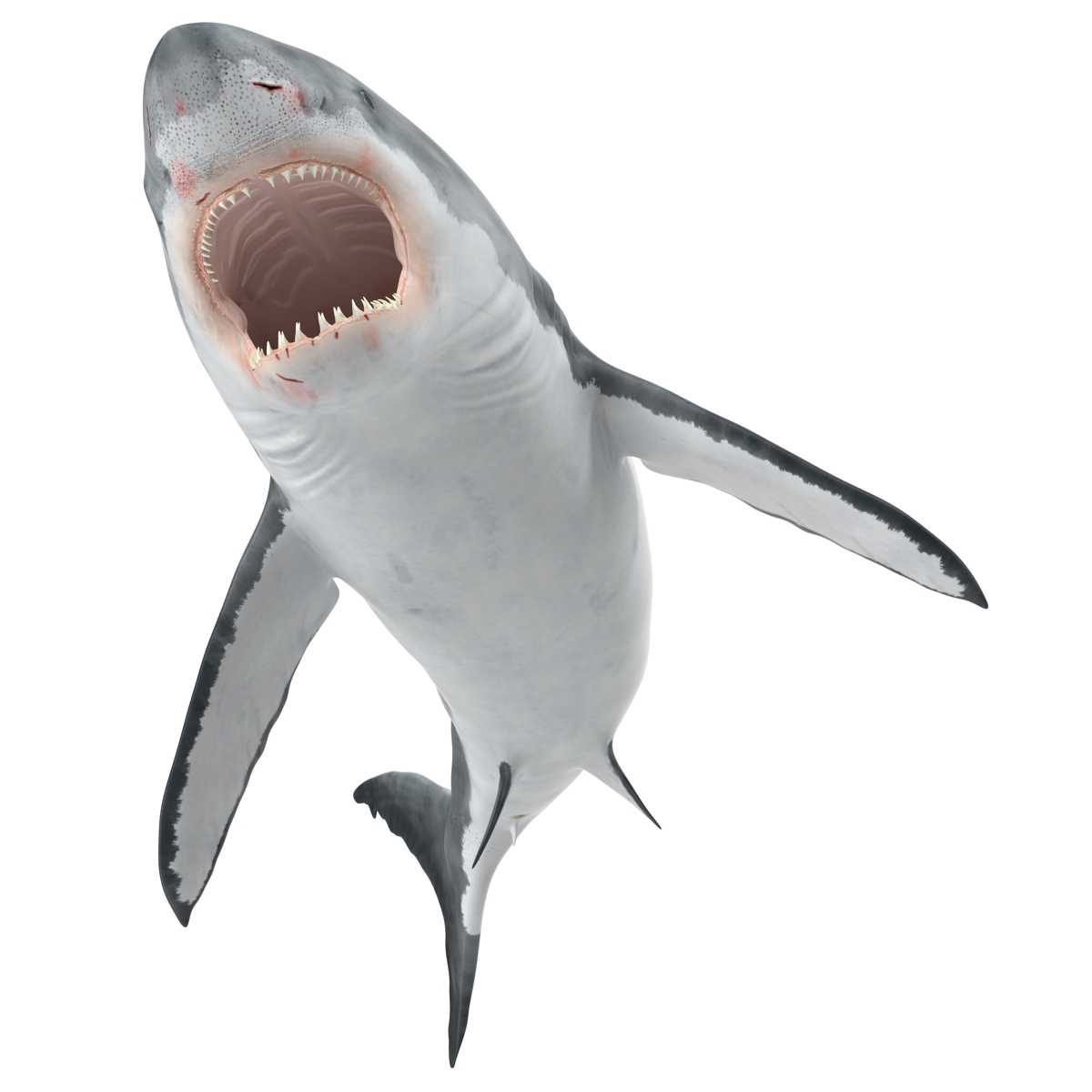 Great White Shark 2 3D model