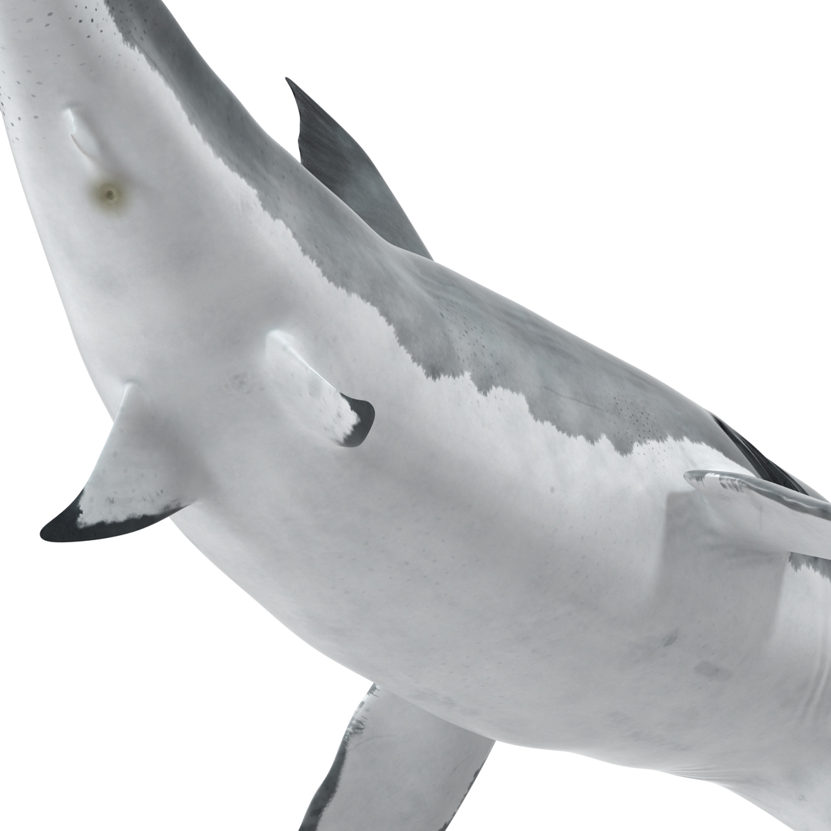 Great White Shark 2 3D model