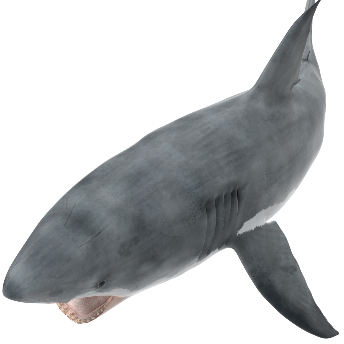 Great White Shark 2 3D model