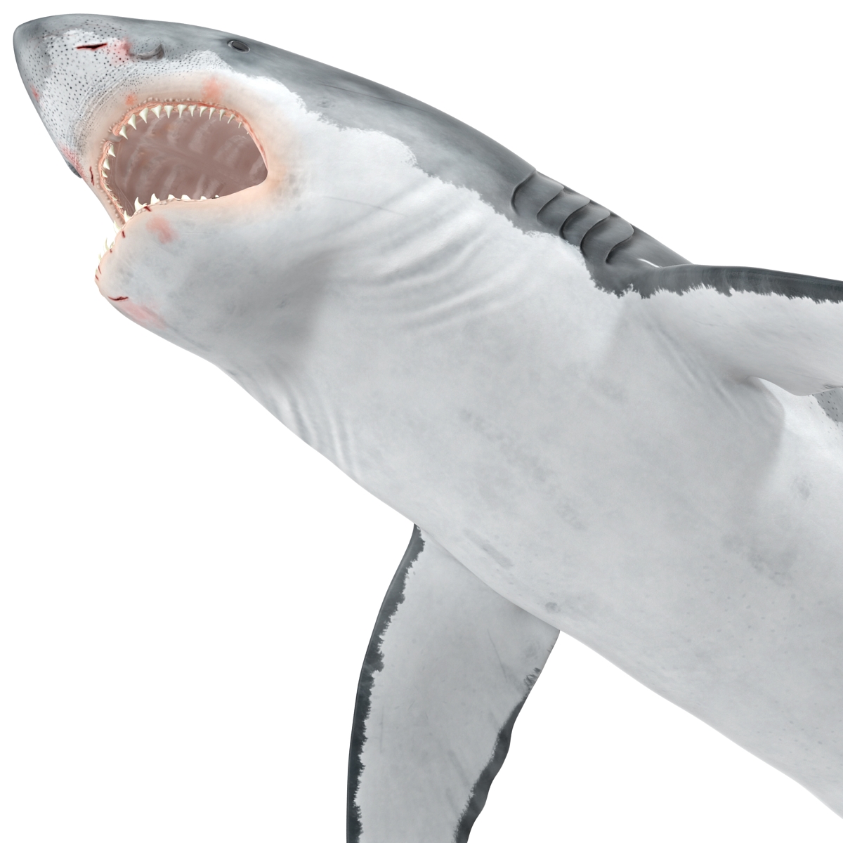 Great White Shark 2 3D model