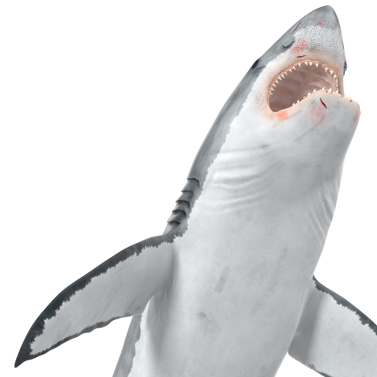 Great White Shark 2 3D model