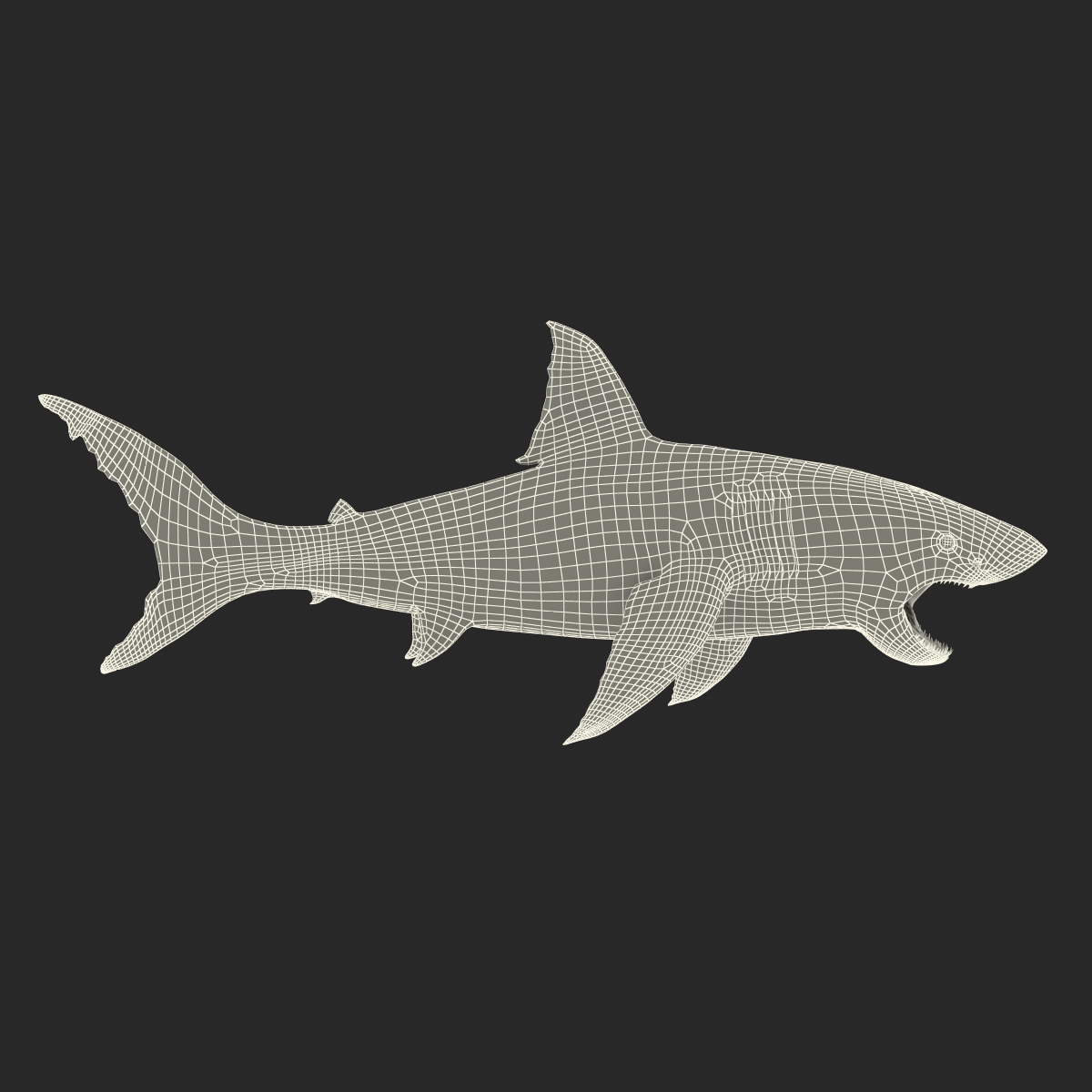 Great White Shark 2 3D model