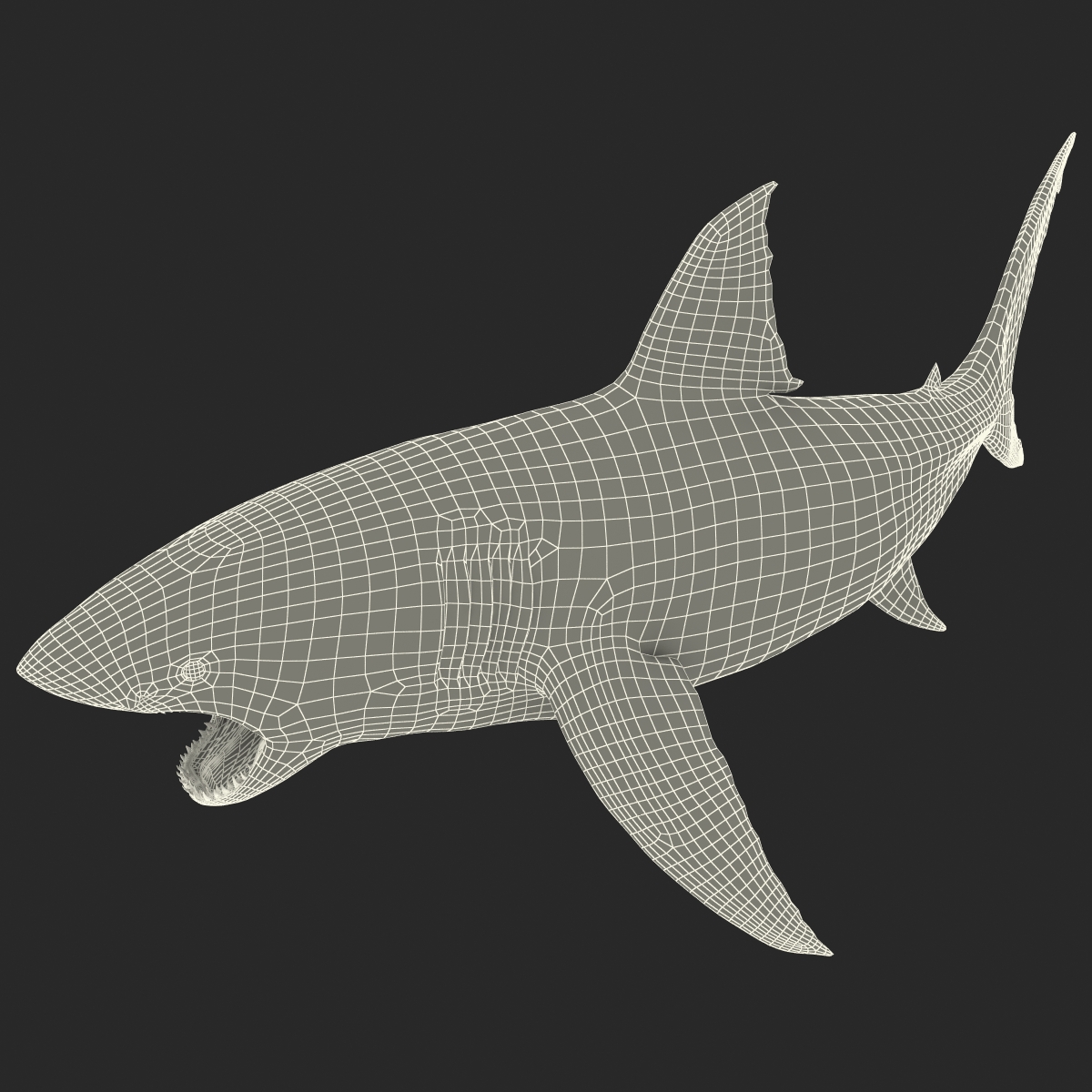 Great White Shark 2 3D model