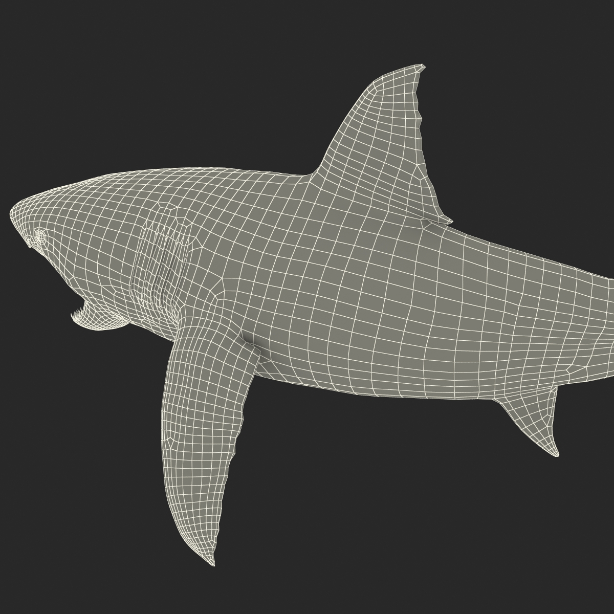 Great White Shark 2 3D model