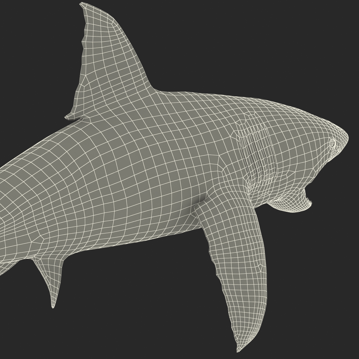 Great White Shark 2 3D model