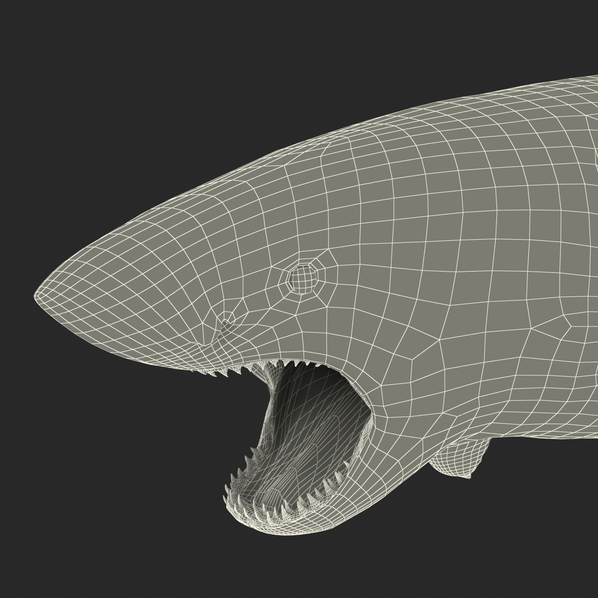 Great White Shark 2 3D model