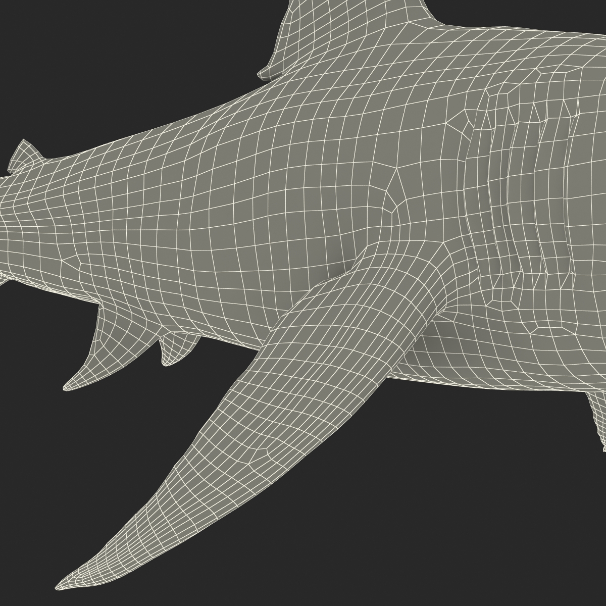 Great White Shark 2 3D model