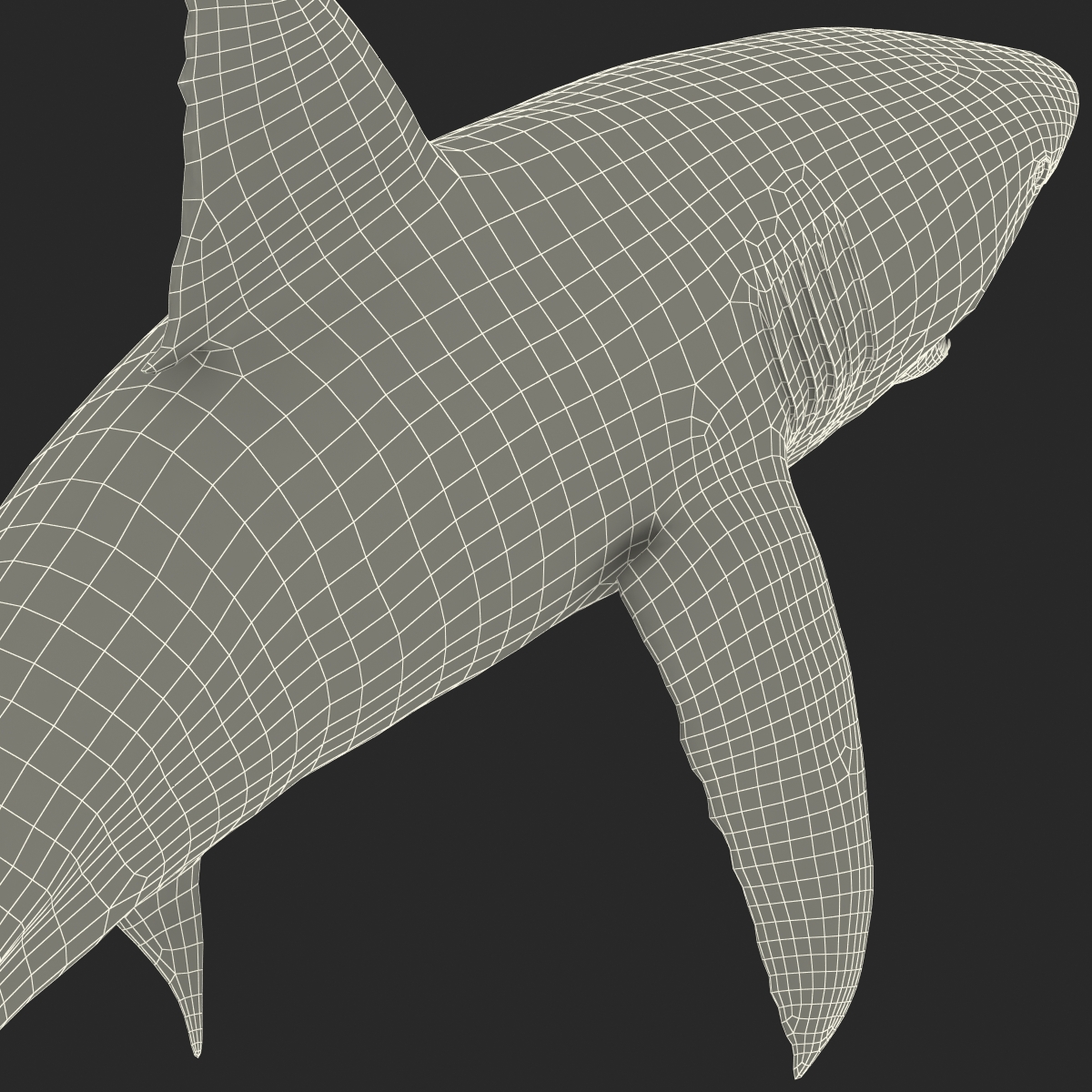 Great White Shark 2 3D model