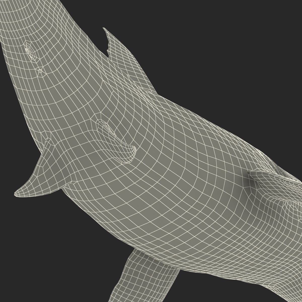 Great White Shark 2 3D model