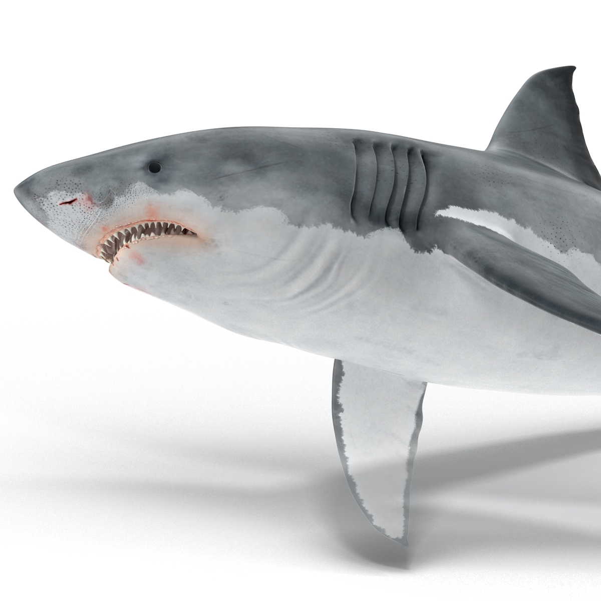 Great White Shark Rigged 3D model