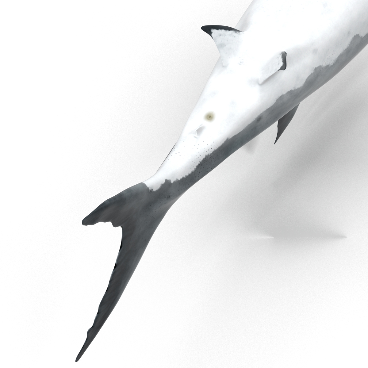 Great White Shark Rigged 3D model