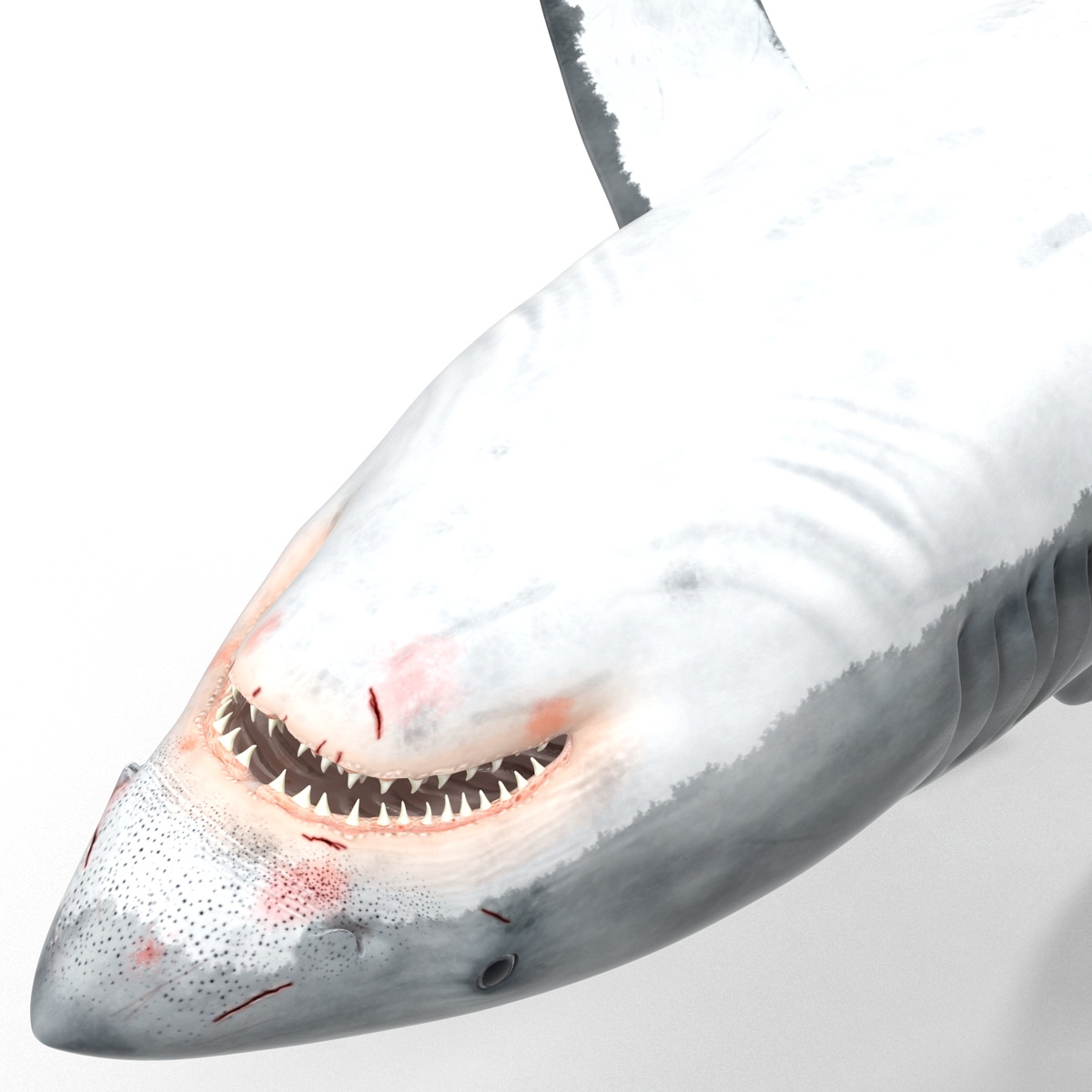 Great White Shark Rigged 3D model