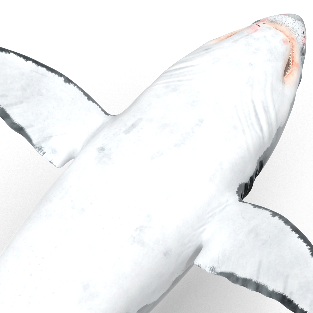 Great White Shark Rigged 3D model