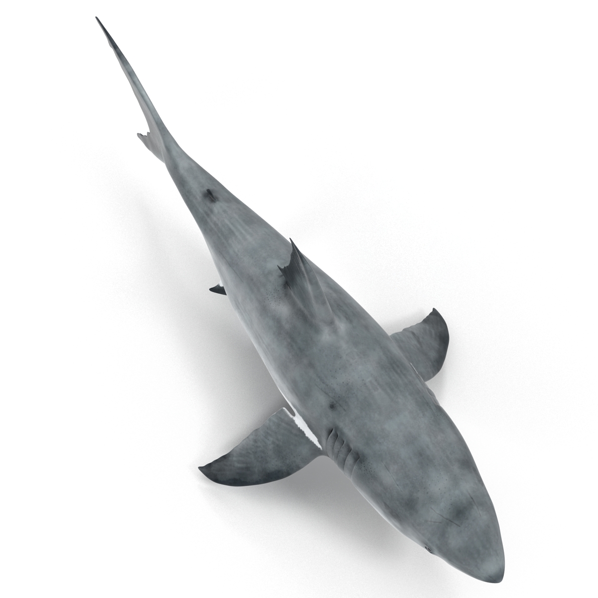 Great White Shark Rigged 3D model