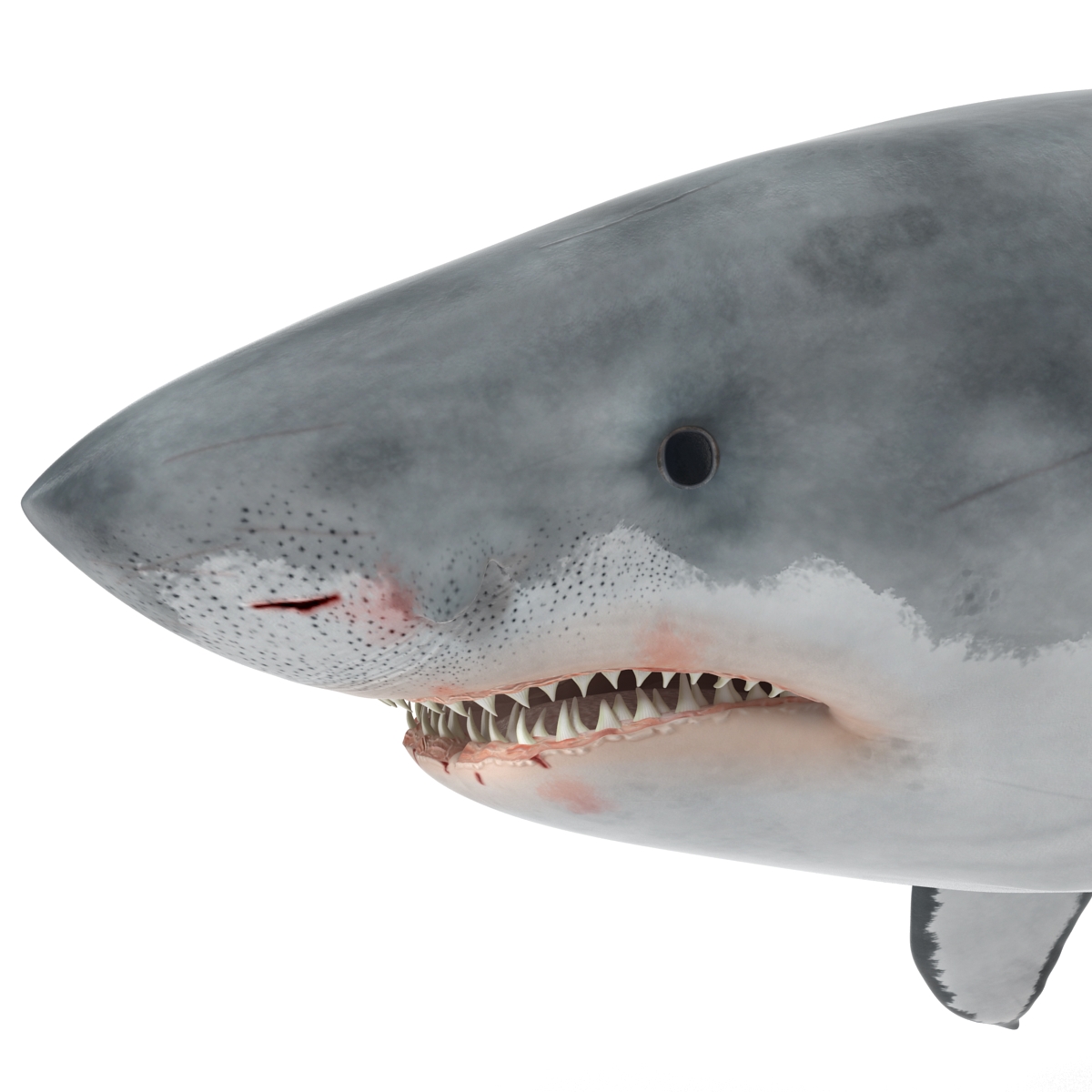 Great White Shark Rigged 3D model