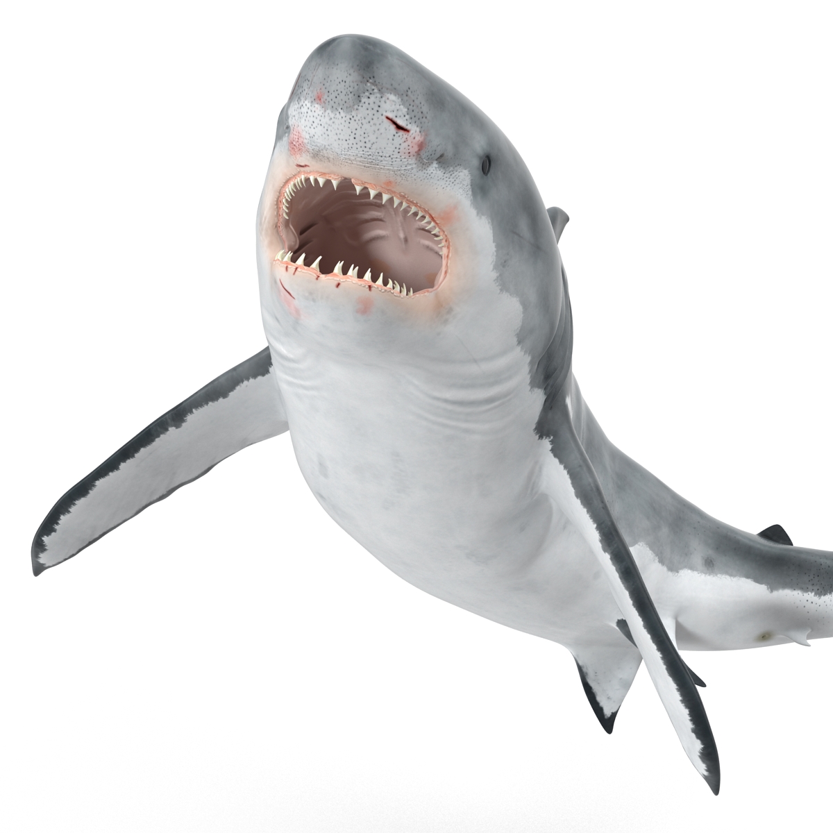 Great White Shark Rigged 3D model