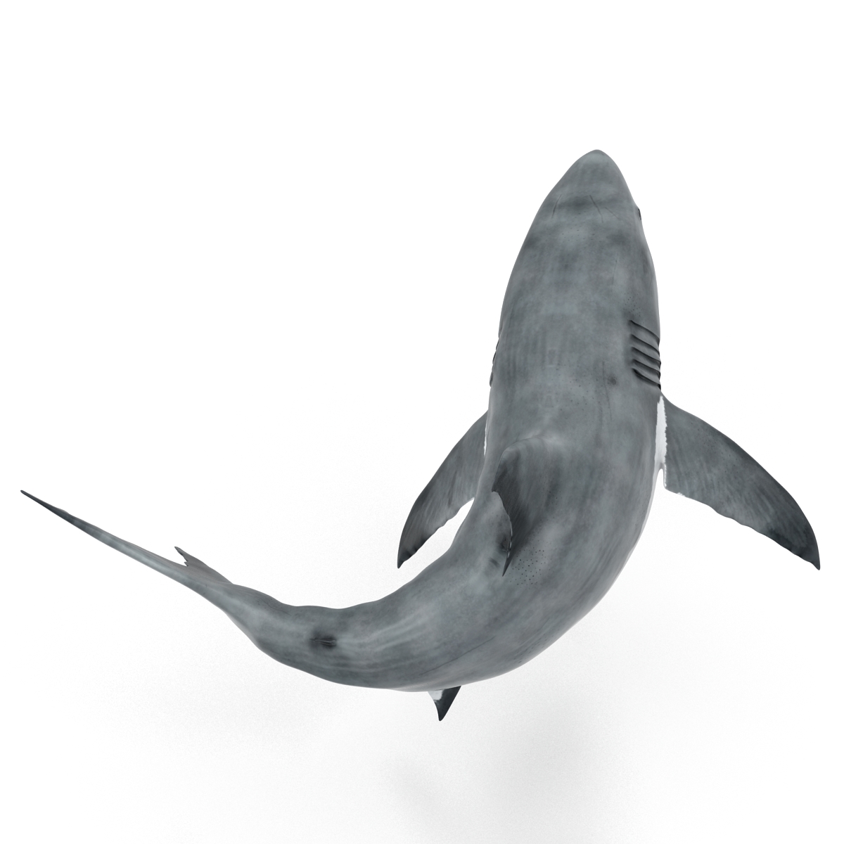 Great White Shark Rigged 3D model