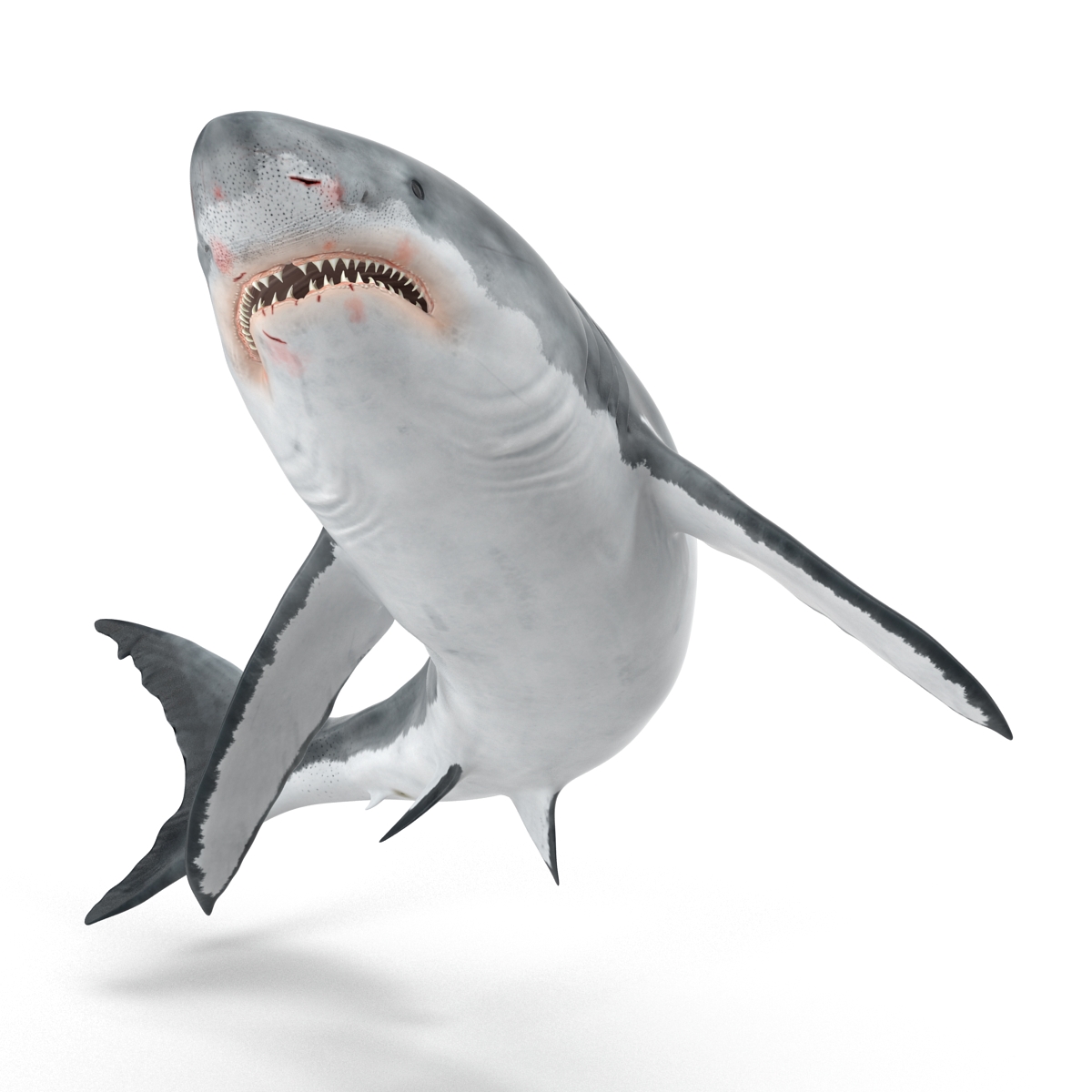 Great White Shark Rigged 3D model