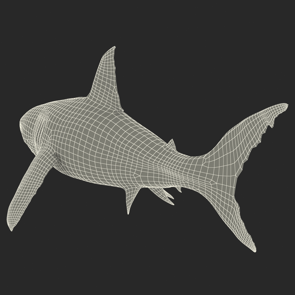 Great White Shark Rigged 3D model