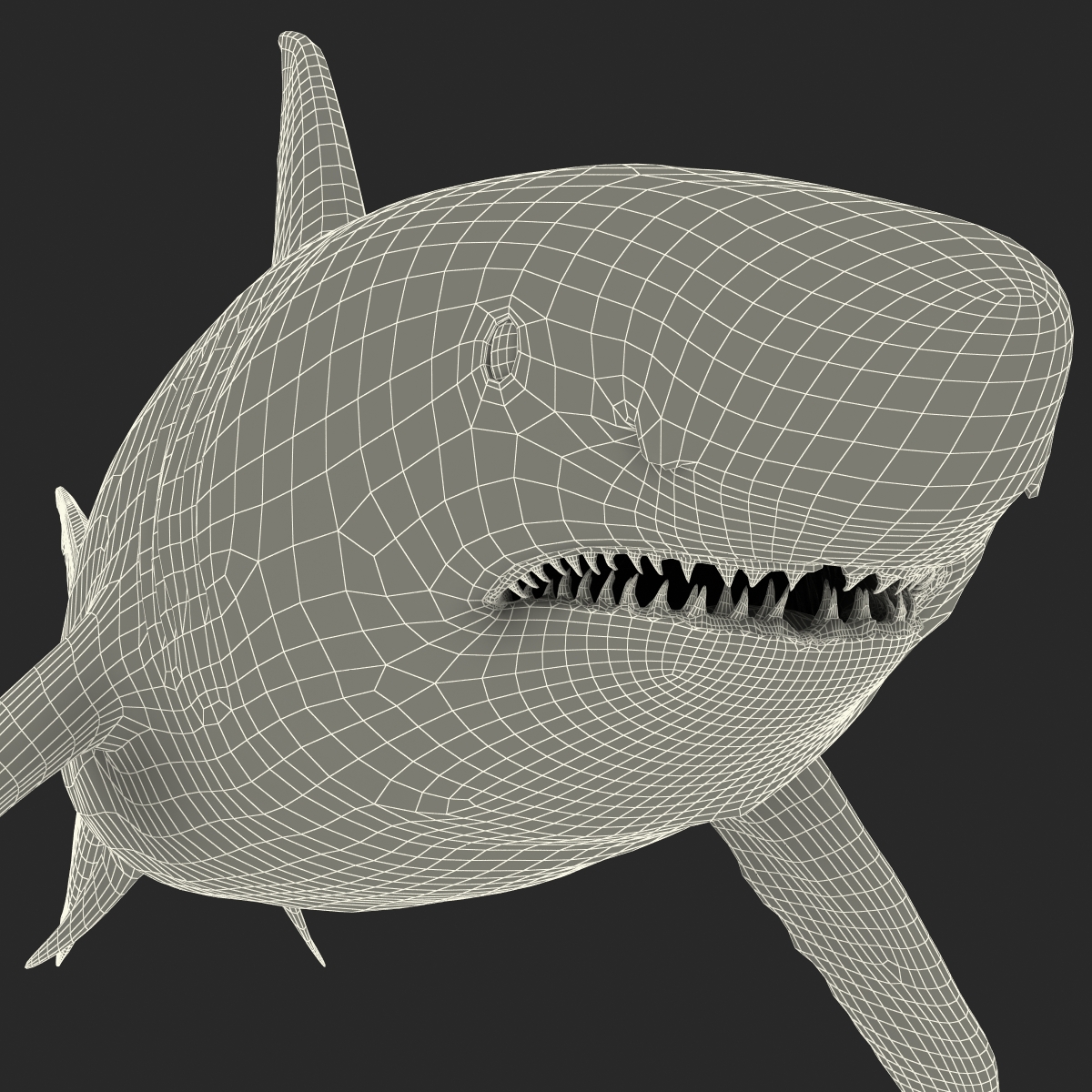 Great White Shark Rigged 3D model