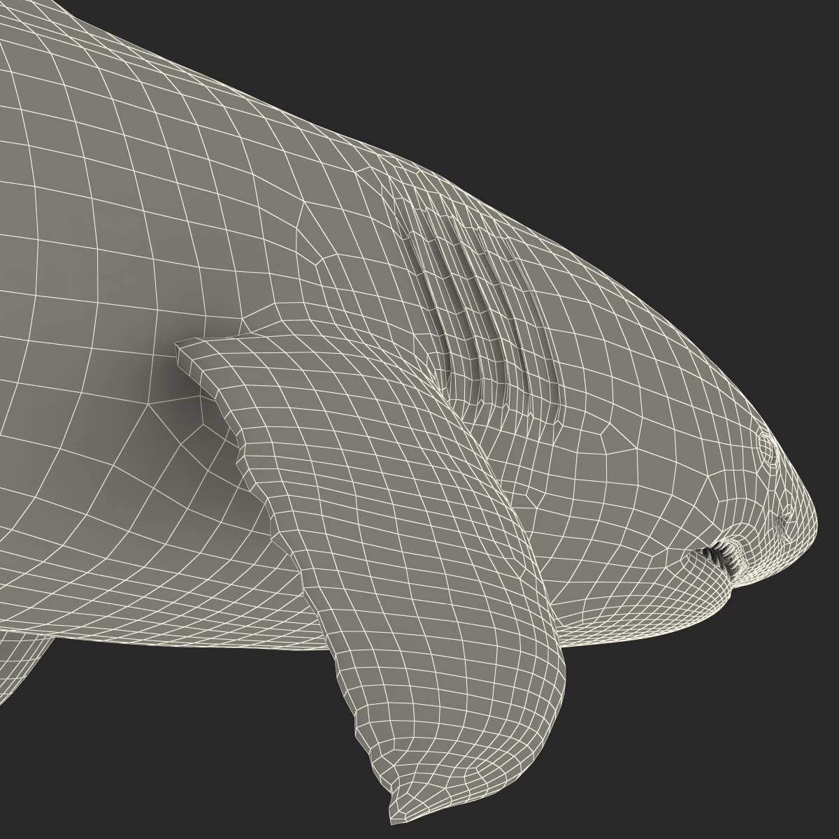 Great White Shark Rigged 3D model