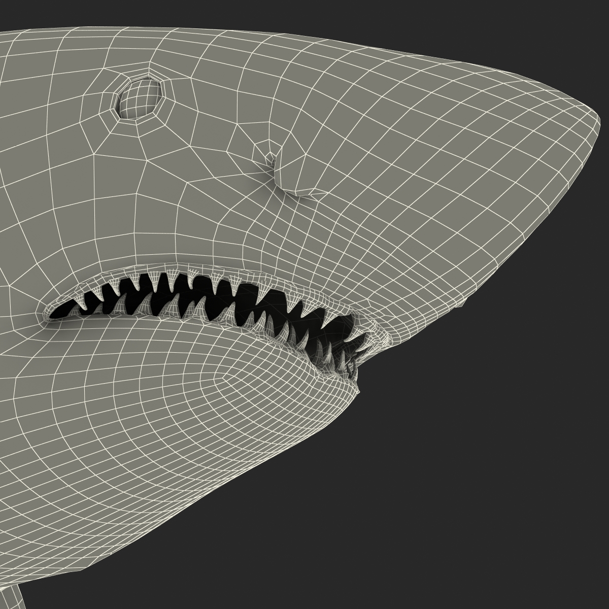 Great White Shark Rigged 3D model