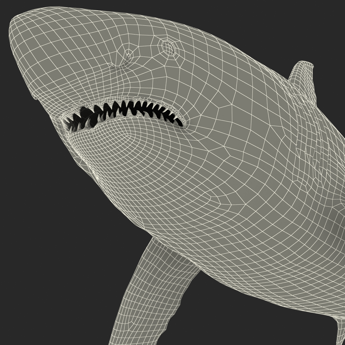 Great White Shark Rigged 3D model