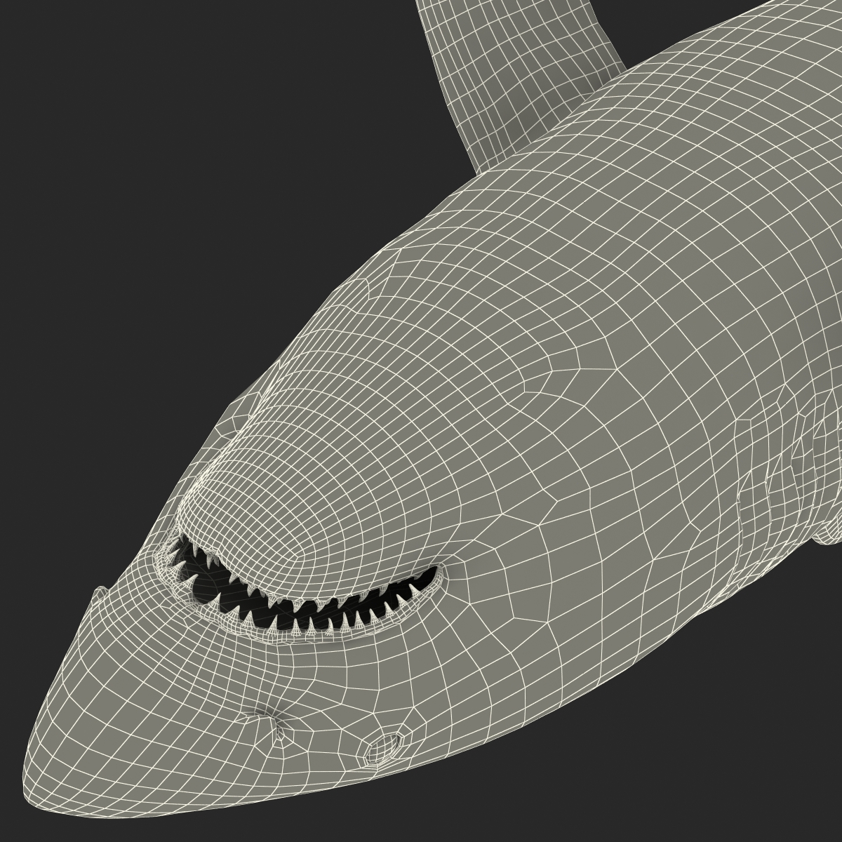 Great White Shark Rigged 3D model