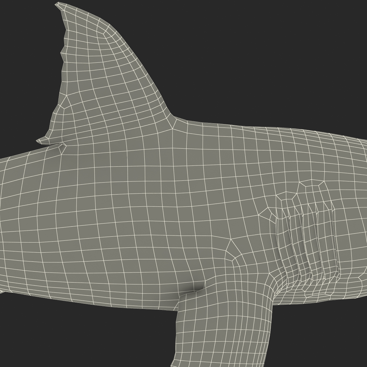 Great White Shark Rigged 3D model