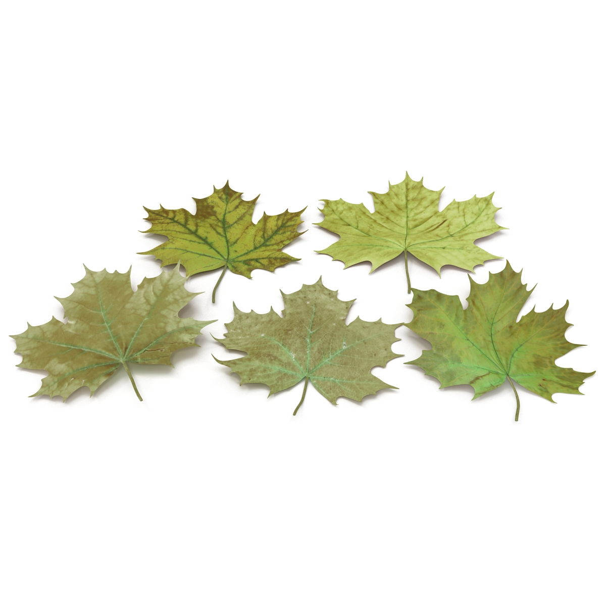 3D Green Maple Leaves model