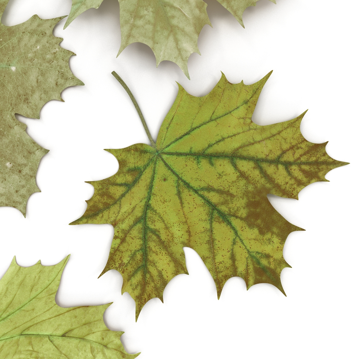 3D Green Maple Leaves model