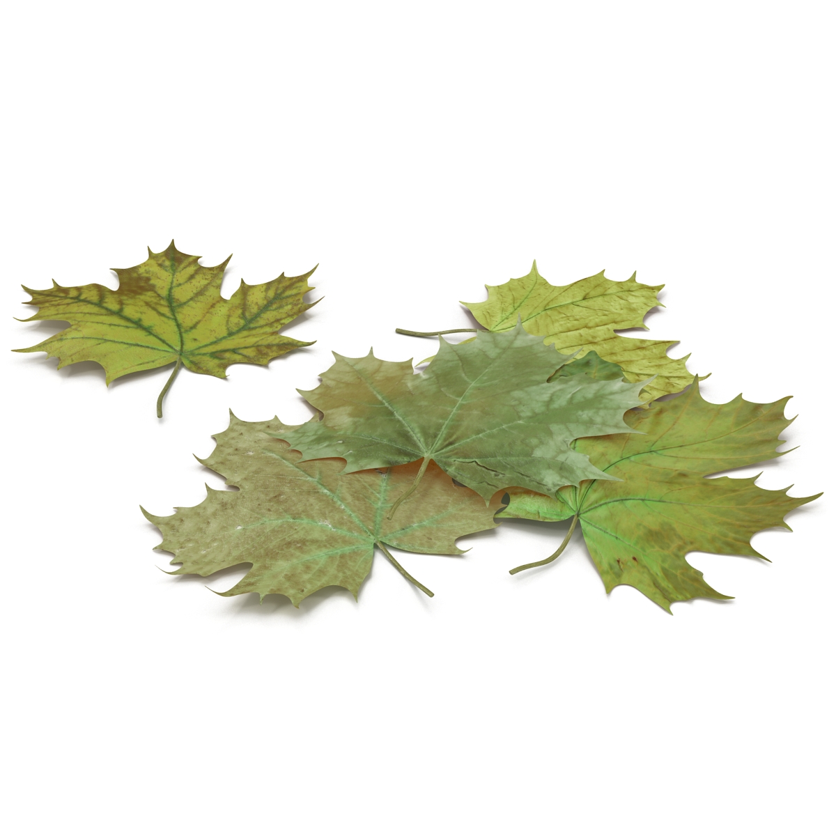 3D Green Maple Leaves model